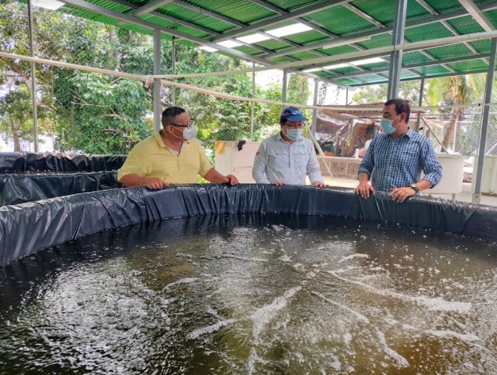 Proyecto Maricultura logra la primera producción de alevines de tilapia en el Centro de Peces “Panchita Batata”