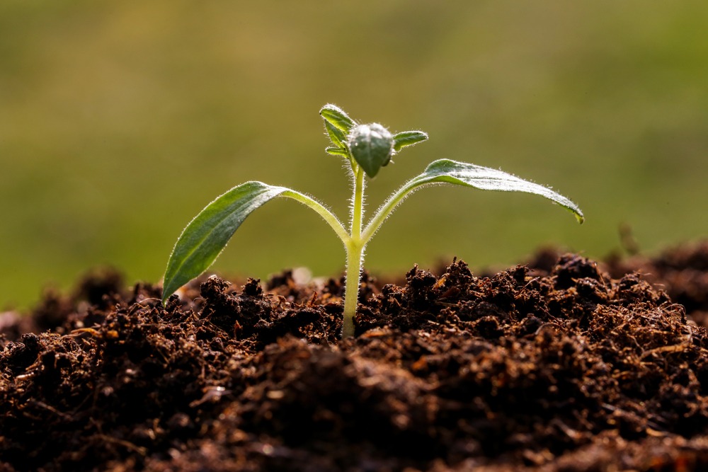 Canadá, Colombia, El Salvador y Perú anuncian adhesión a Suelos Vivos de las Américas, la iniciativa de restauración impulsada por el IICA y Rattan Lal