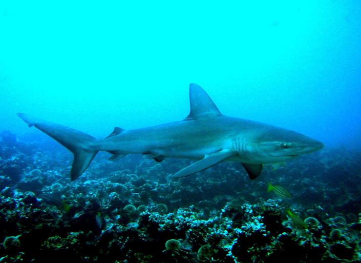 Perú impone su primera condena contra traficantes de aletas de tiburón