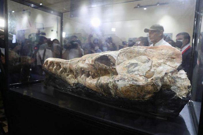 Paleontólogos descubren fósil de «monstruo marino» de hace 36 millones de años en costa de Perú
