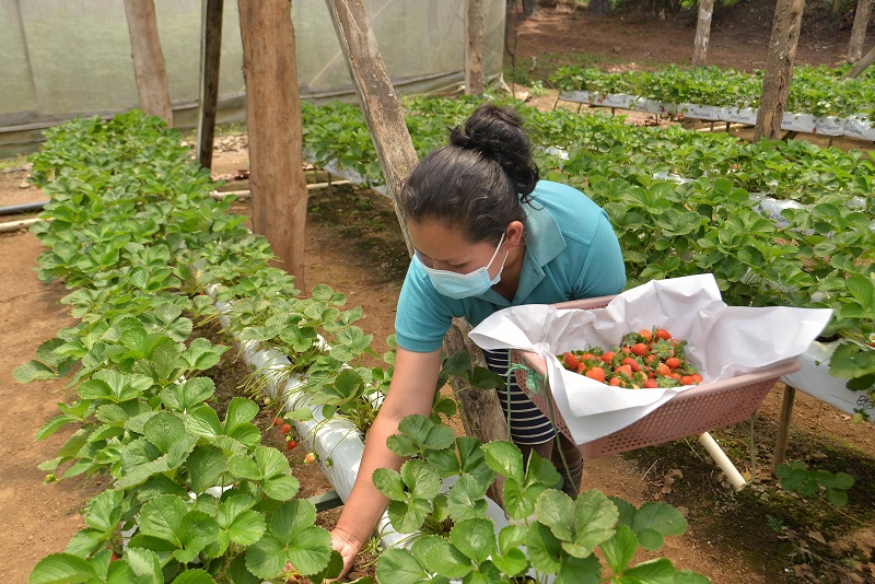Comercialización de fresas nicaragüenses se vuelve realidad
