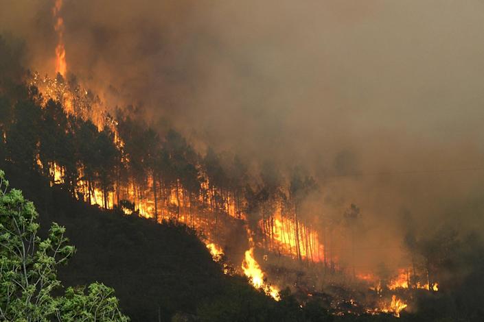 Más de 78.600 hectáreas de bosques afectadas por los incendios en Honduras