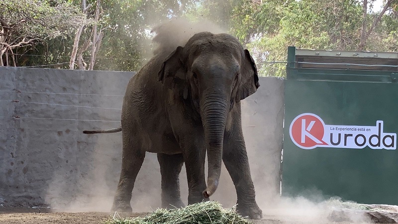 Para preservar el ADN del elefante asiático en riesgo de extinción, en el santuario Ostok reunirán a Bireki y Big Boy