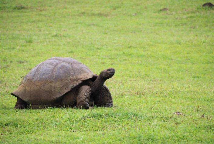 Avanza un proyecto para recuperar la población de tortugas en isla de las Galápagos