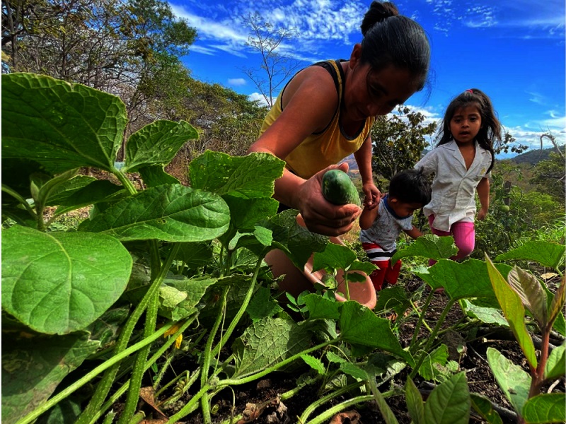 Más de 27 mil familias del Corredor Seco nicaragüense se benefician con firme avance en la ejecución del Proyecto NICAVIDA