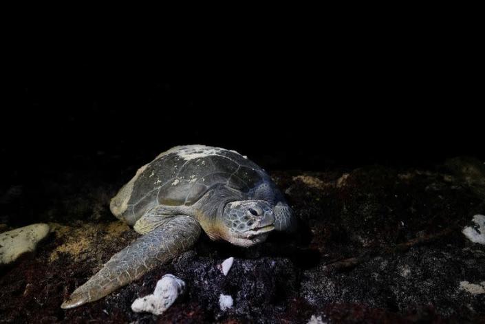 Tortugas marinas no pueden escapar del cambio climático, ni siquiera en las playas lejanas de Cuba