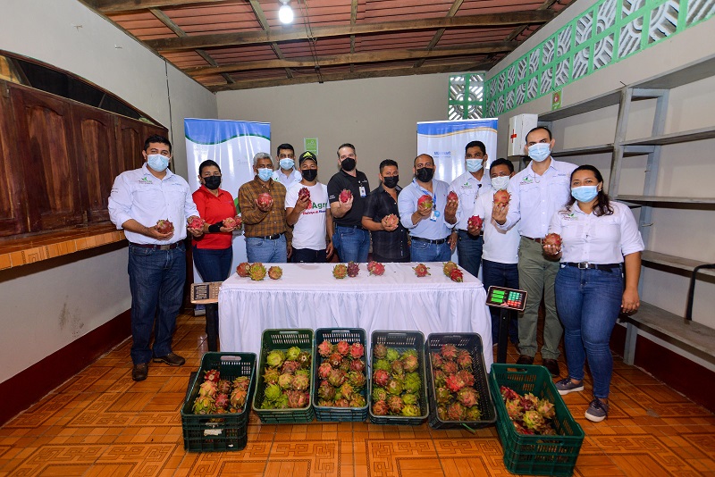 Nicaragua se alza como el principal país exportador de pitahaya en la región