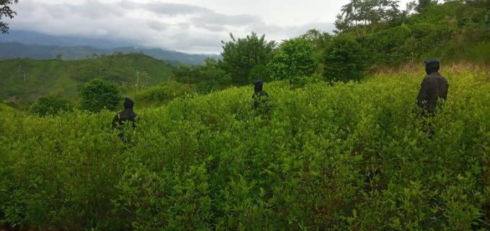 Honduras dice realiza «histórica» incautación de arbustos de coca
