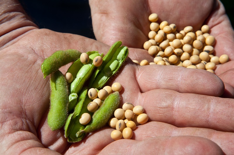 Por qué la proteína de soya/soja es un aliado clave para una dieta equilibrada