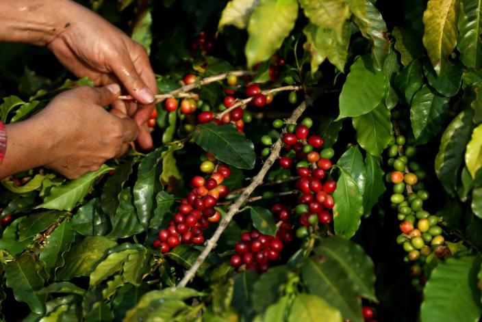 Brasil bate el récord de ingresos por las exportaciones de café hasta agosto