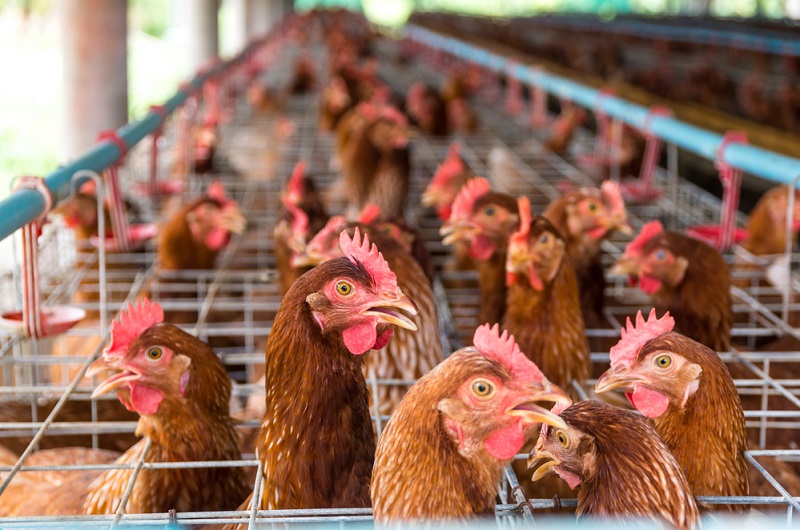 Asociación Latinoamericana de Avicultura y el IICA lanzan guía para impulsar el comercio de las empresas avícolas de la región