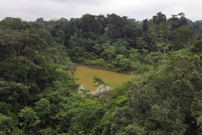Menonitas lideran la deforestación fragmentada en Amazonía peruana, según informe