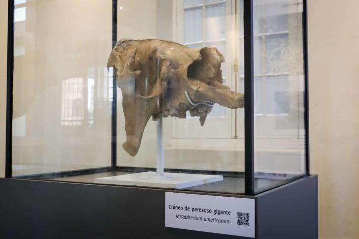 Vuelve la Edad de Hielo con un cráneo de un perezoso gigante hallado en Uruguay