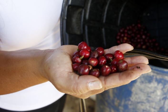 Gremio cafetero advierte de fin de precios altos para el café de Colombia