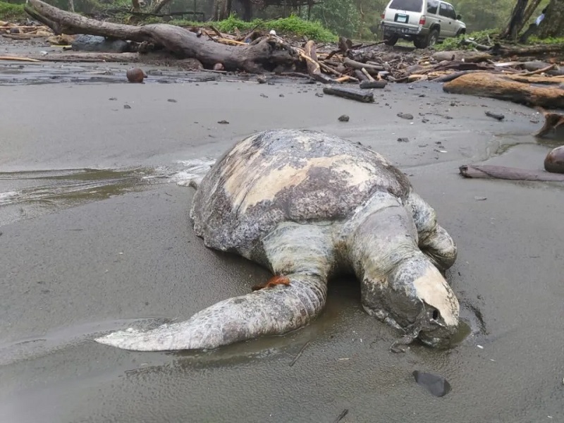 Hallan más de 150 tortugas muertas en playas del Pacífico de Panamá