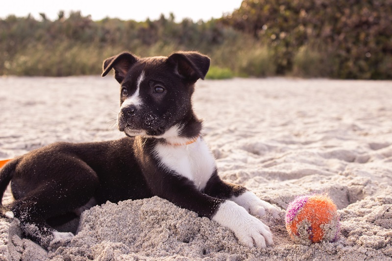 Consejos para cuidar su mascota si va de paseo este fin de año