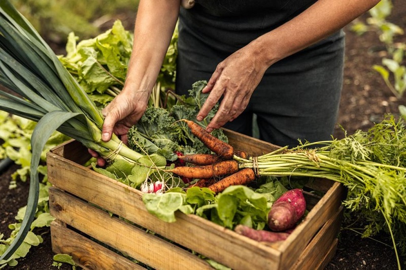 El decreto que prohíbe maíz transgénico y glifosato aumentará precio de los alimentos