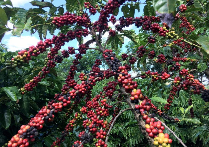 Exportaciones brasileñas de café soluble caen un 9% en 2022, pero ingresos alcanzan récord: cámara