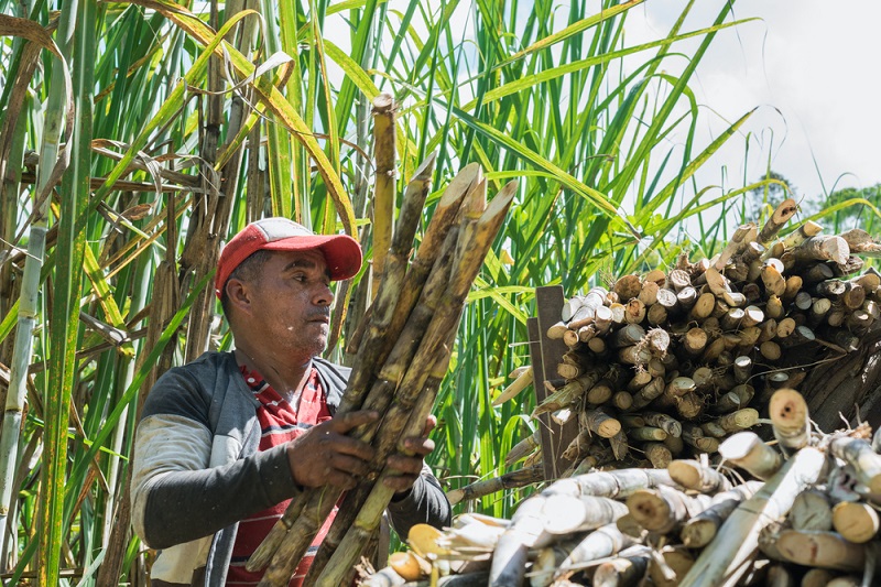 Panamá pone en marcha su Política Agroalimentaria de Estado, diseñada con apoyo del IICA, para que la agricultura sea motor del desarrollo económico y social