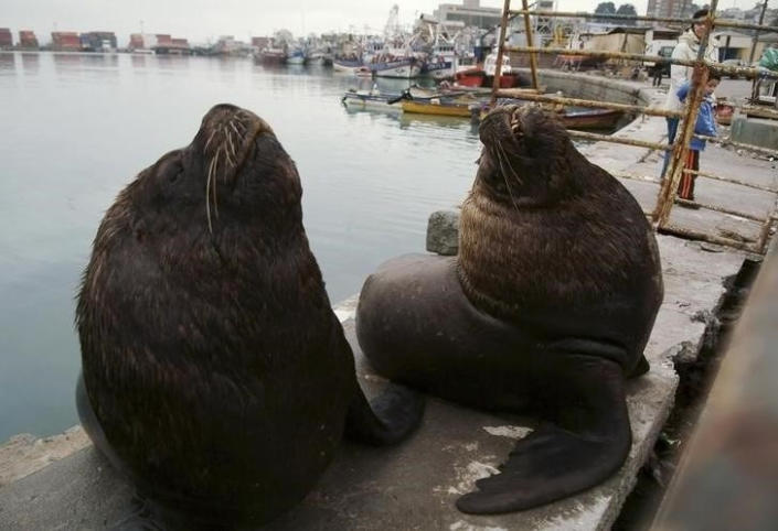 Chile detecta primer caso de gripe aviar en mamífero marino