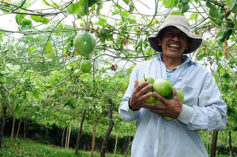 STDF y el IICA lanzan proyecto para promover en 12 países de América Latina y el Caribe la disminución de residuos de plaguicidas en exportaciones agrícolas y facilitar el comercio internacional