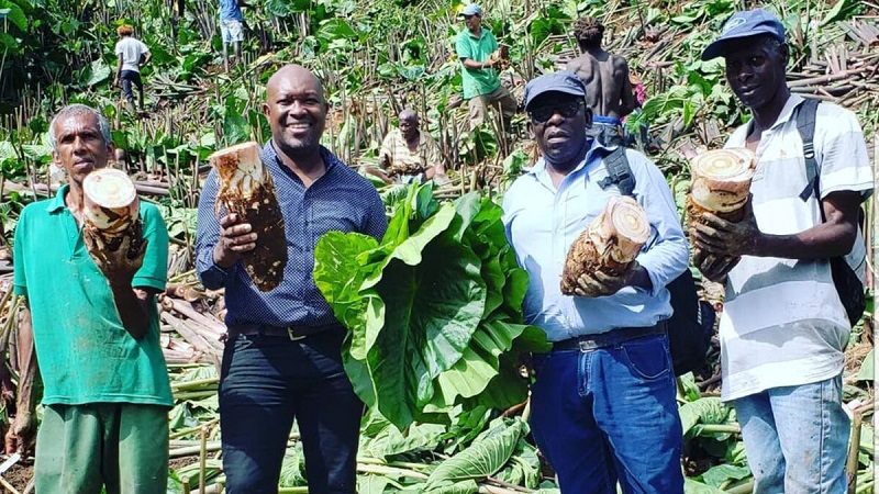 San Vicente y las Granadinas apuesta al cultivo de taro o malanga, hortaliza de gran valor nutricional cada vez más demandada, para apuntalar desarrollo y capacidad productiva del sector rural
