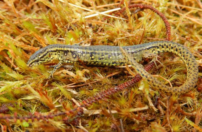 Descubren una nueva especie de lagarto en un parque natural de los Andes de Perú