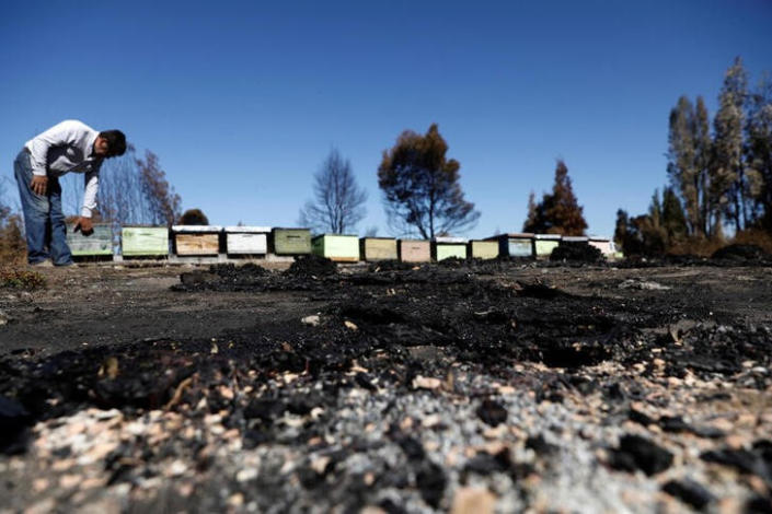 Ola de incendios forestales en Chile pone en riesgo colmenas de abejas