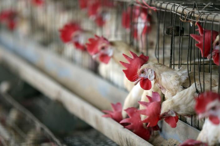 Puerto Rico prohíbe la importación de aves vivas procedentes de Pensilvania