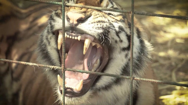 AZCARM y Ostok Sanctuary trasladan cientos de tigres a la India
