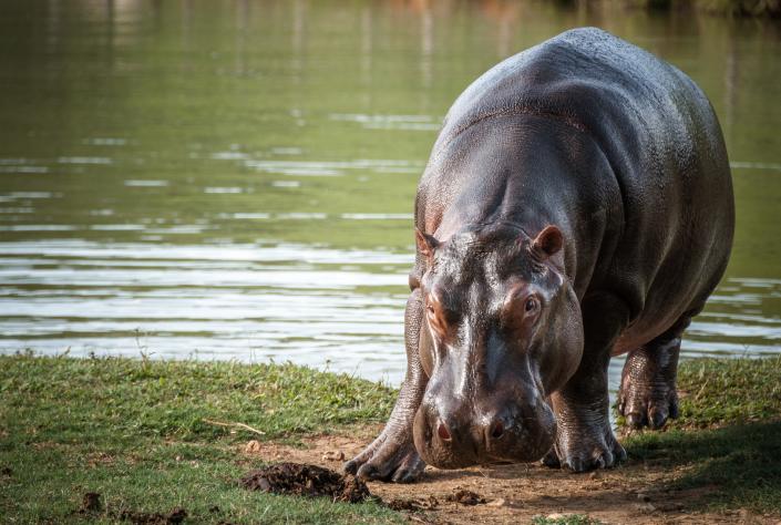 Colombia estudia «caza de control» para manejar hipopótamos de Pablo Escobar