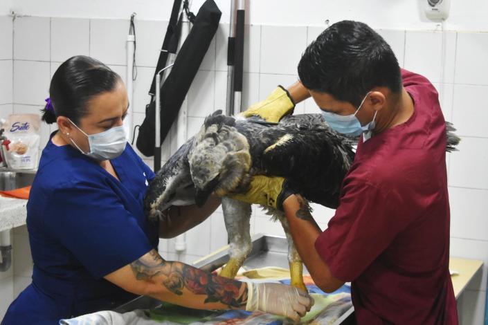 Recuperan a un ejemplar de águila arpía herida en una zona rural del sur de Colombia
