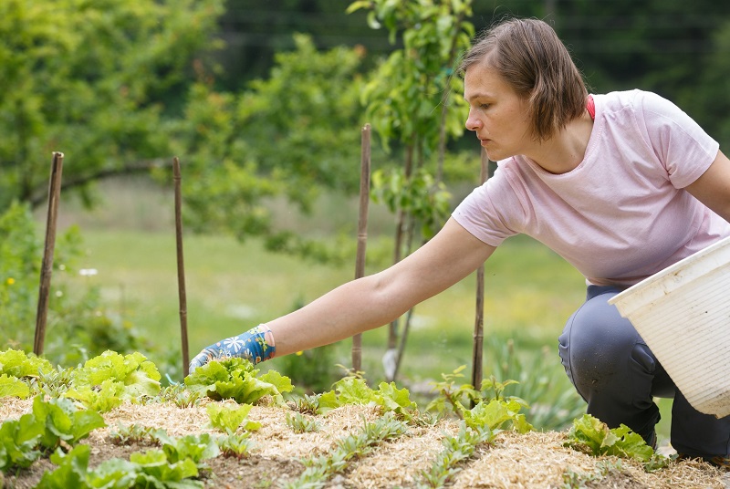 Apuesta por sistemas agrosilvopastoriles es el camino más eficiente para una mayor producción de alimentos y, simultáneamente, mitigar efectos del cambio climático: CIAT