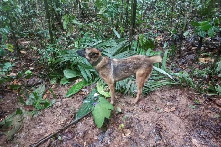 Ejército busca a Wilson, perro clave en rescate de los niños en la selva de Colombia
