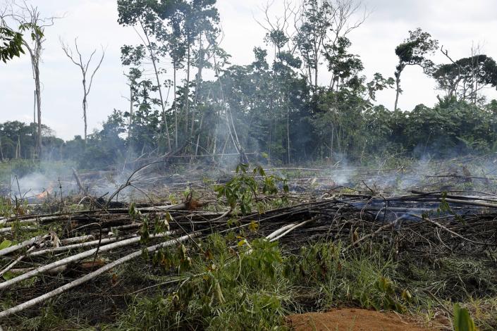 Más de 20.000 hectáreas de territorios indígenas en Colombia fueron deforestadas en 2021