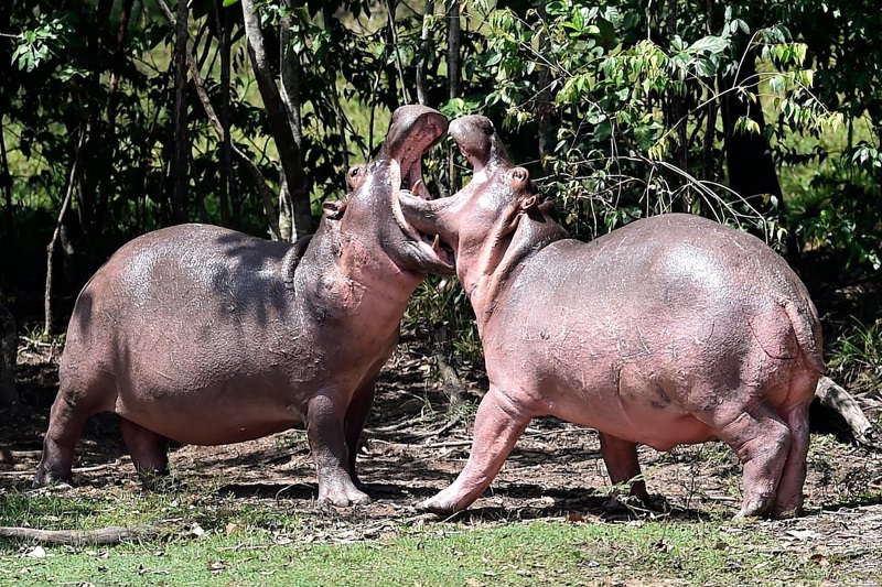 Sacrificar más de 160 hipopótamos no es alternativa para acabar con el problema ambiental en Colombia