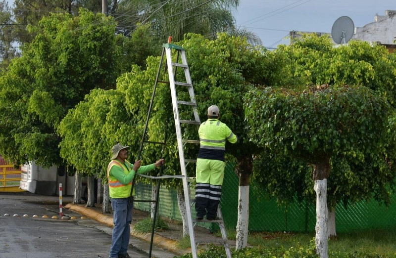 Importancia de la poda responsable: Protegiendo vidas y servicios vitales