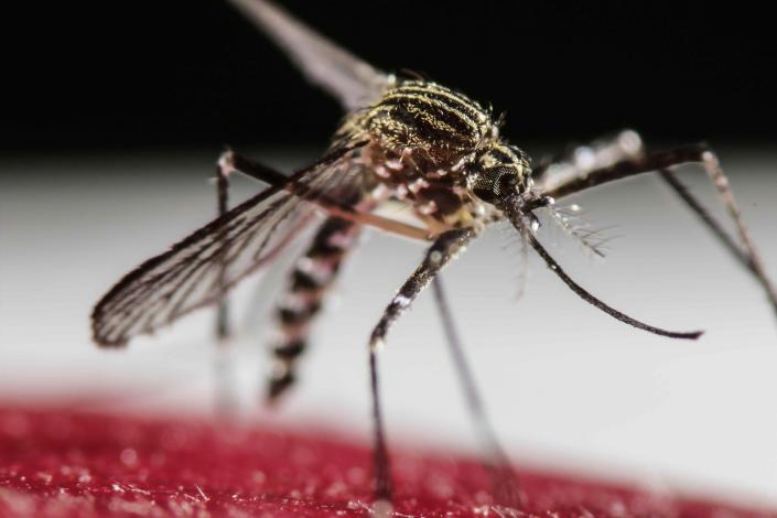 Uruguay toma impulso en la lucha contra el Aedes Aegypti