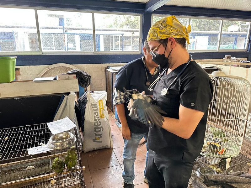 Santuario Ostok y AZCARM unidos en el rescate y rehabilitación de ejemplares de aves en México