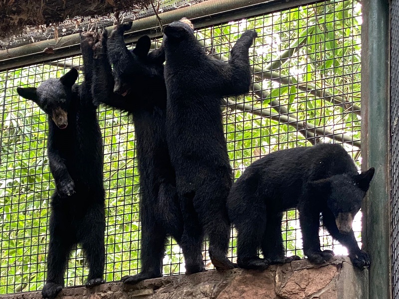 Trasladan a 4 oseznas huérfanas al zoológico de Culiacán