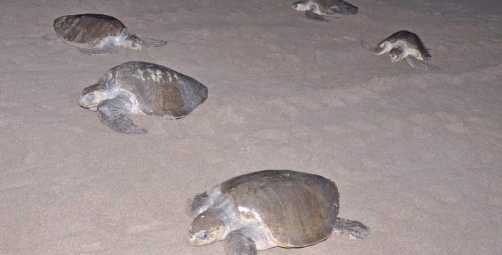 Las tortugas en peligro de extinción invaden las playas del Pacífico de Nicaragua