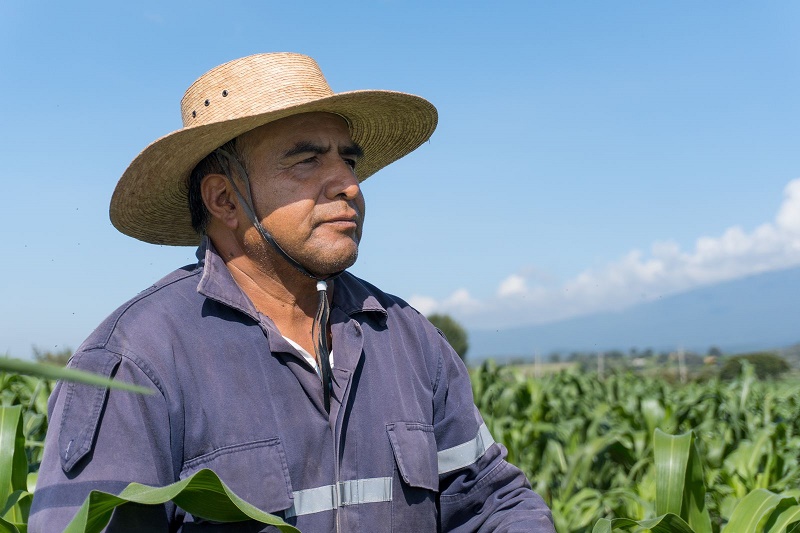 Desplome y estancamiento, realidad del maíz en México