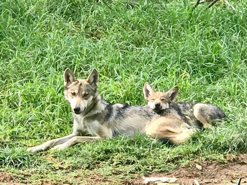 Zoológicos de Durango podrían sumarse al programa de conservación del lobo mexicano