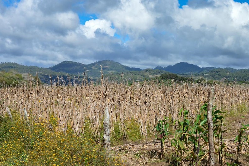 Inevitable caída en producción de granos por sequía y ausencia tecnológica en el campo