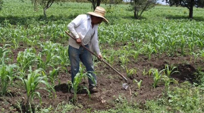 El apoyo del gobierno a adultos mayores del medio rural, no compensa la reducción y desaparición de programas del agro