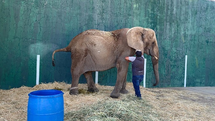La salud de la Elefanta Annie está en riesgo, así como la seguridad de muchas personas