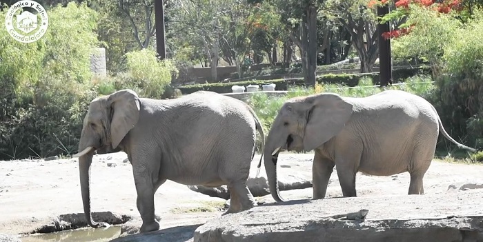 Tras asegurar a la Elefanta Annie, la Profepa revisa instalaciones de Zoos de la AZCARM para garantizar su mejor destino