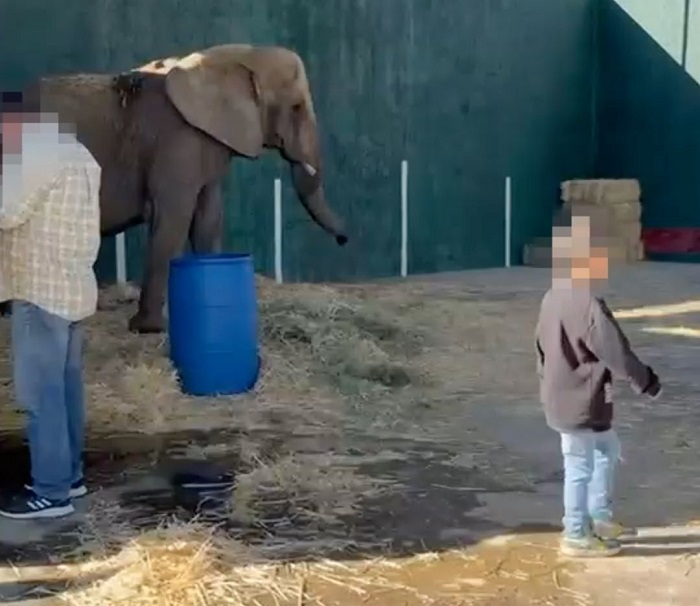 Negligencia de la Semarnat pone en riesgo a la Elefanta Annie