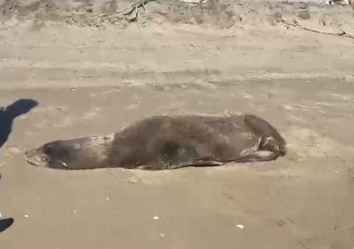 Rescatan lobo marino en playas de Navolato; su estado de salud es delicado