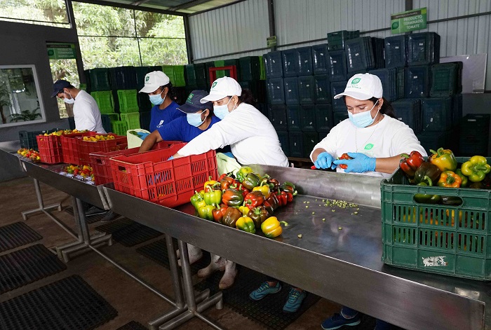 Vegetales Casa Blanca: una historia de éxito agrícola en Nicaragua en alianza con Walmart
